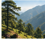 A greener Kasauli